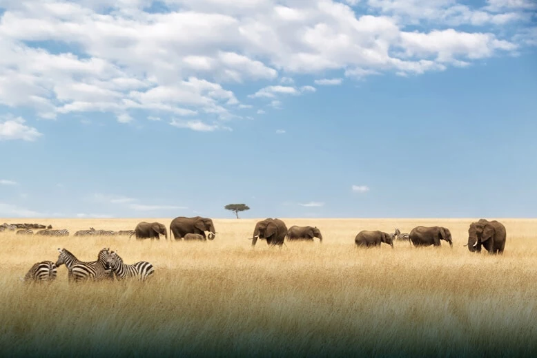 Protección de la vida silvestre
